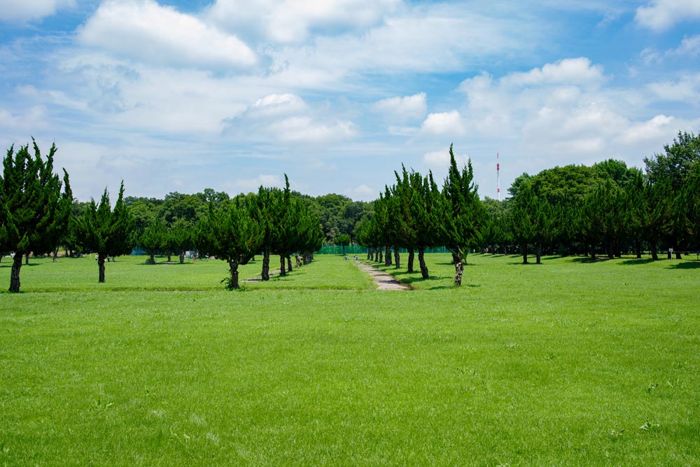 桜区の魅力である自然あふれる荒川河川敷の公園群を日本有数の大規模都市公園として観光地化！